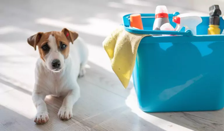 dog on the floor with a bucket full of cleaning supplies